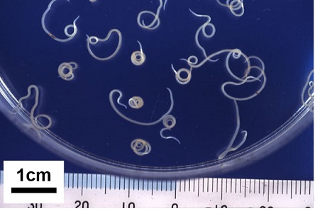 寄生虫アニサキス