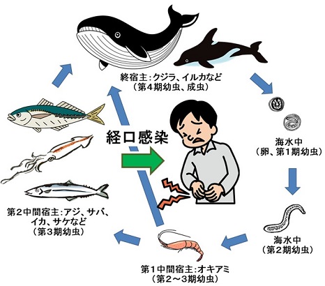 アニサキスの生活史