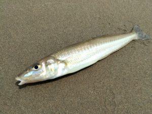 大きなシロギス